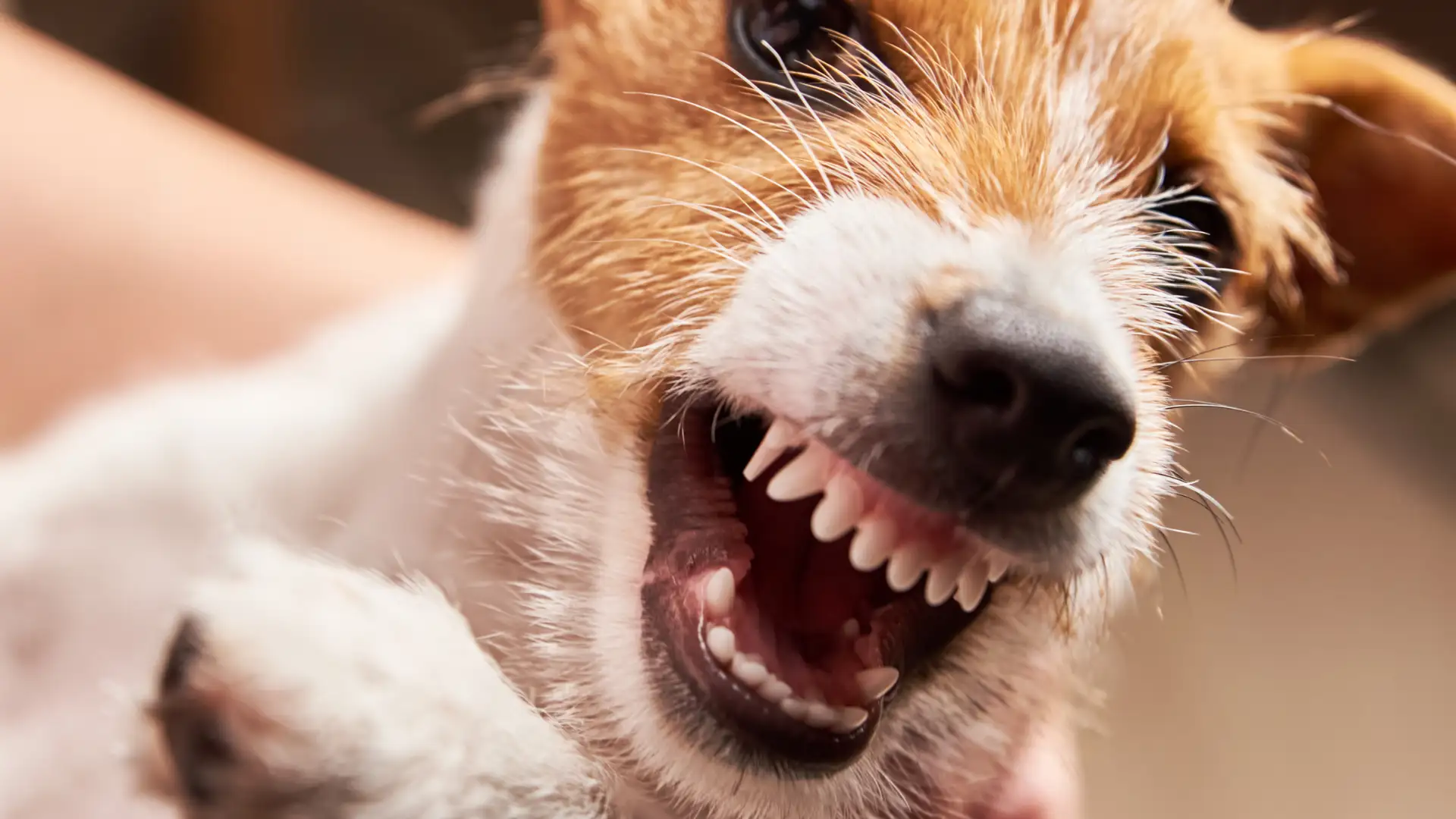 Small dog snarling with teeth bared.