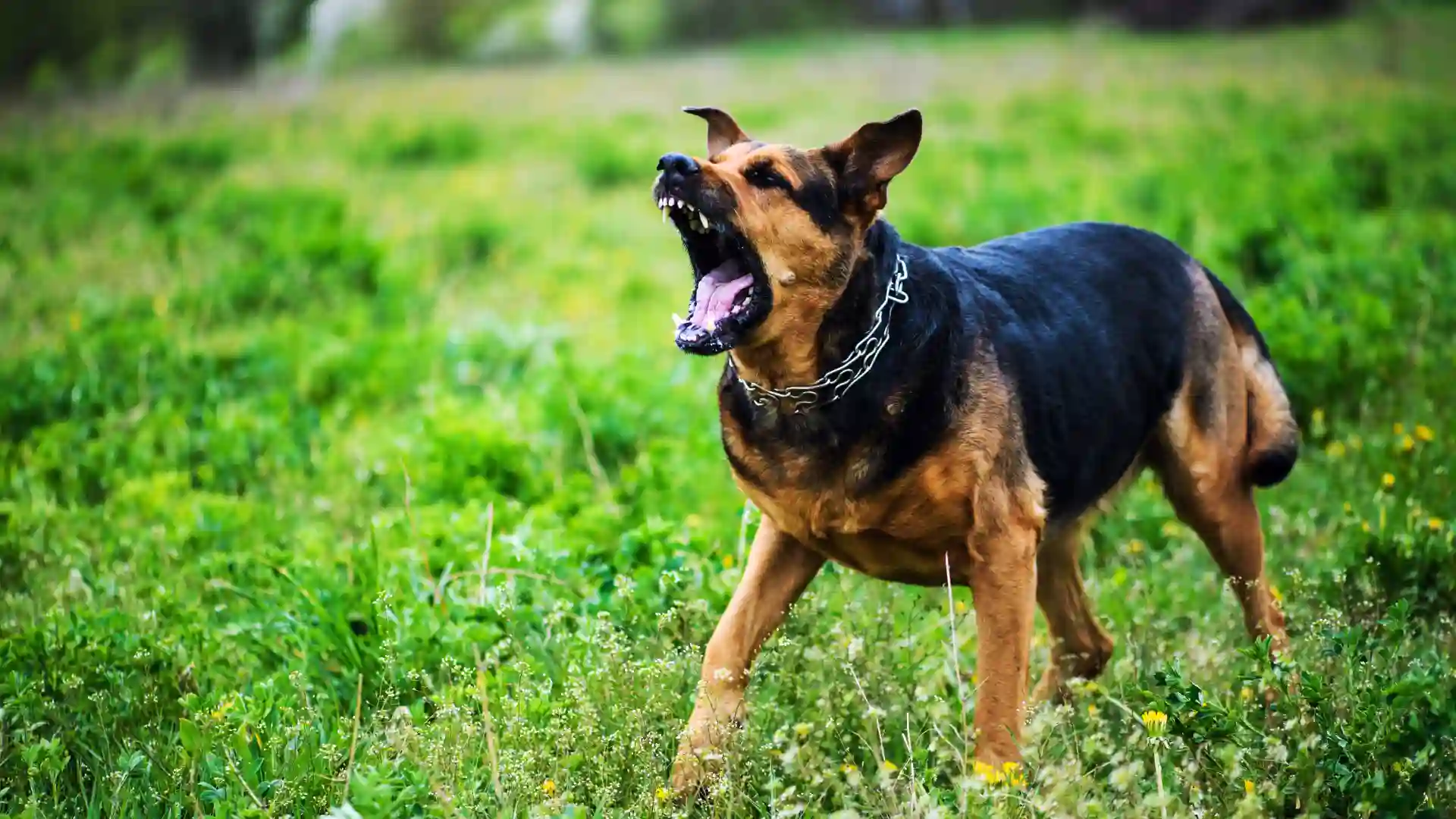 Aggressive dog barking in a grassy field.