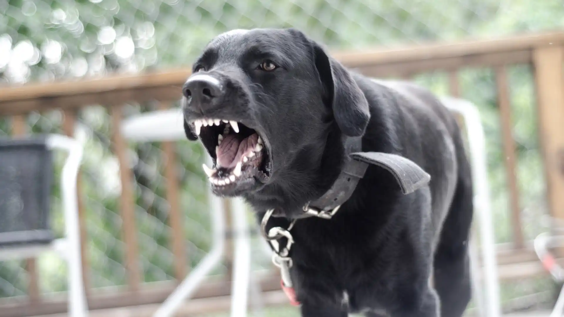 Black dog growling with bared teeth.